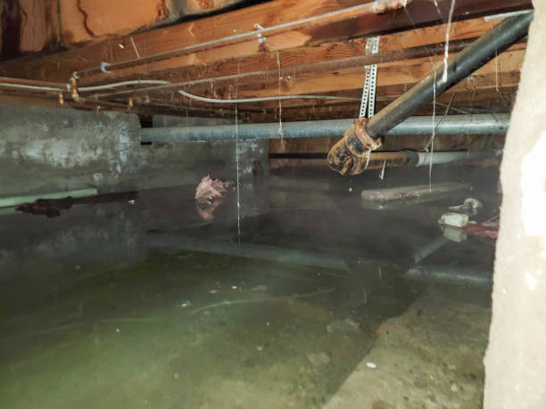 Best Basement water damage restoration  in Hideaway, TX